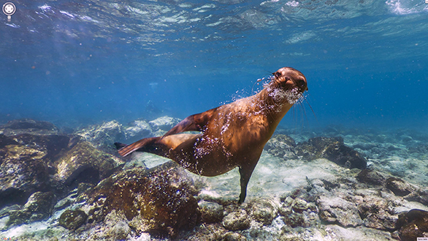 Google Street View içerisine meşhur Galapagos Adaları da eklendi  