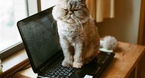 dell latitude 6430u kedi cisi gibi