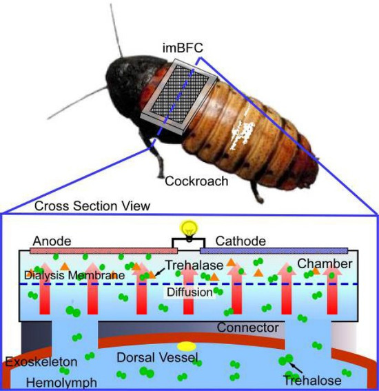 Araştırmacılar entegre edildiği böcekten enerji elde eden sensörler geliştiriyor