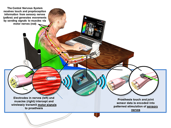 DARPA, protez kollara gerçeğine yakın duyusal geribildirim kazandırmaya çalışıyor