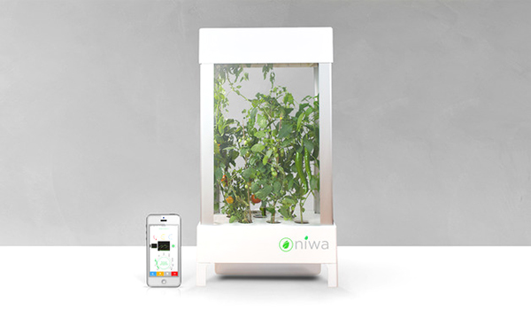 Dünyanın ilk akıllı telefon destekli bitki büyütme sistemi Niwa, Kickstarter'da destek arıyor