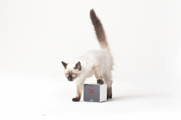 CES 2015 : Petcube WiFi kamera ile hayvanlarınızı uzaktan sevin