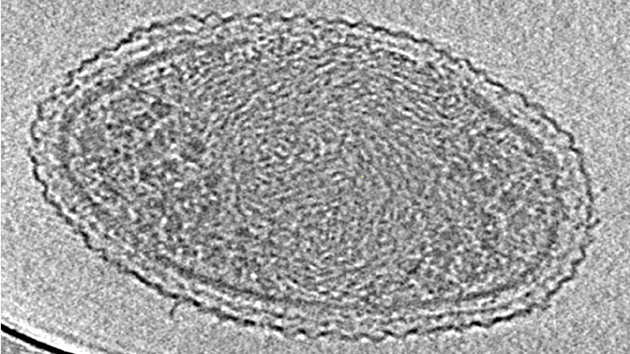 Bilinen en ufak yaşam formu elektron mikroskobuyla görüntülendi