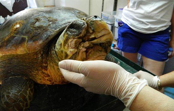 Pamukkale Üniversitesi dünyada ilk defa deniz kaplumbağasına 3D çene protezi taktı