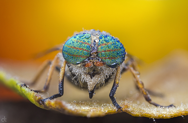 Araştırmacılar, drone'lar için böceklerden ilham alan göz geliştirdi