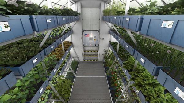 Astronotlar uzayda yetiştirilen sebzeleri ilk kez yemeye hazırlanıyorlar