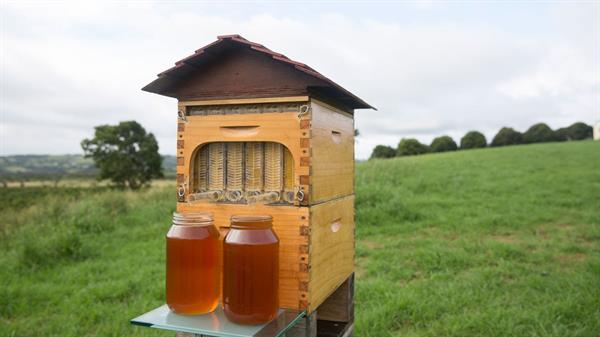 Flow Hive arı kovanını bal pınarına dönüştürüyor
