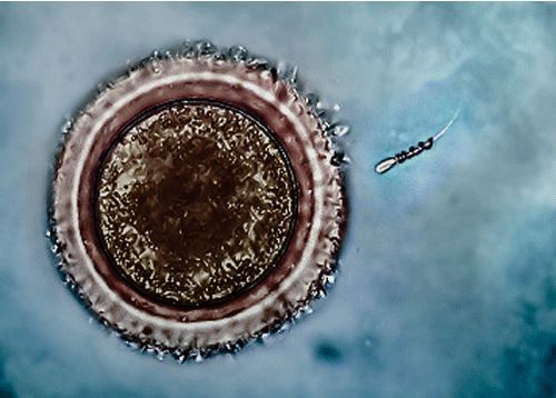 Kısırlığa çare olabilecek nano teknoloji: Spermbots