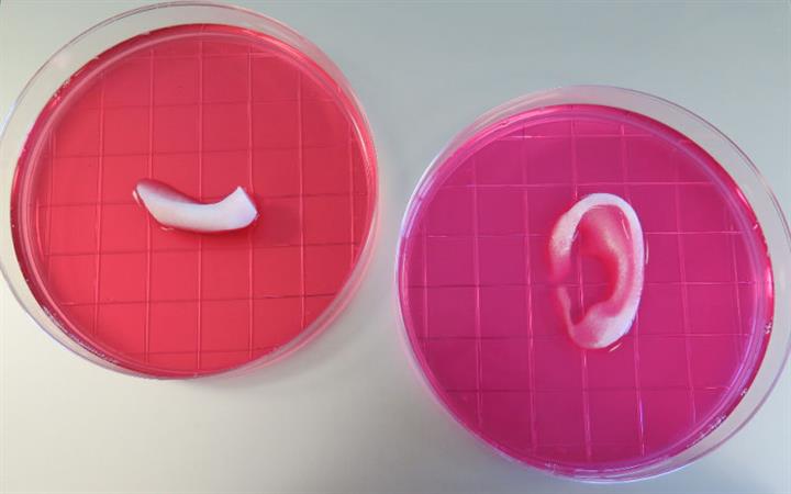 3D yazıcılar kullanılarak insan kulağı üretildi