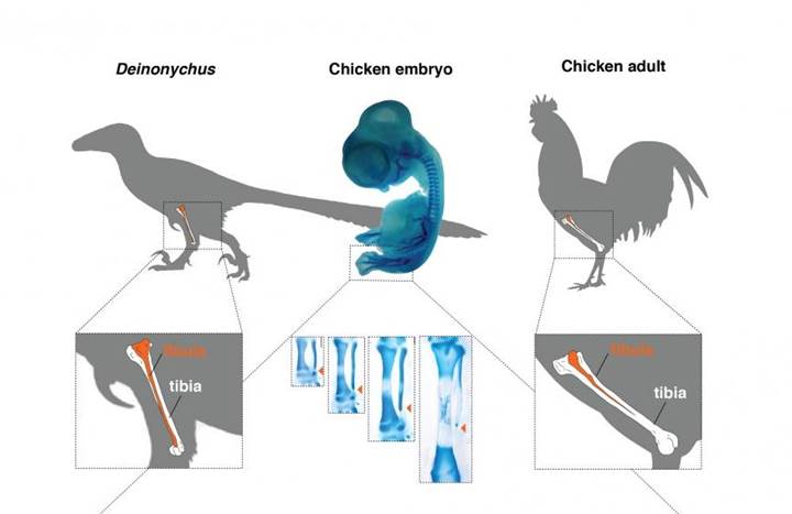 Jurassic Park'a doğru ilk adımlar: İşte dinozor bacaklı tavuk