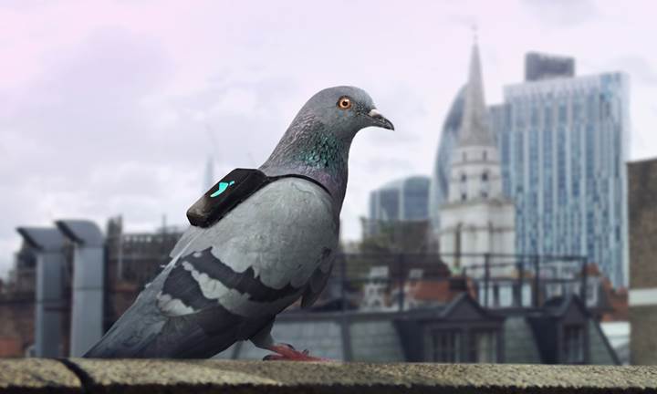 Güvercin devriyesi Londra'nın hava kirliliğini denetleyecek