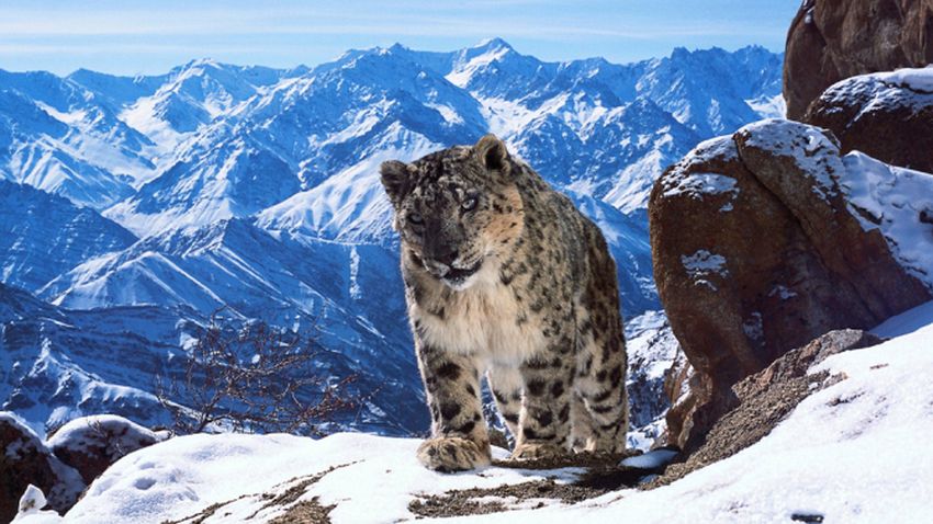 Planet Earth II'nin yeni fragmanı hayranlık verici