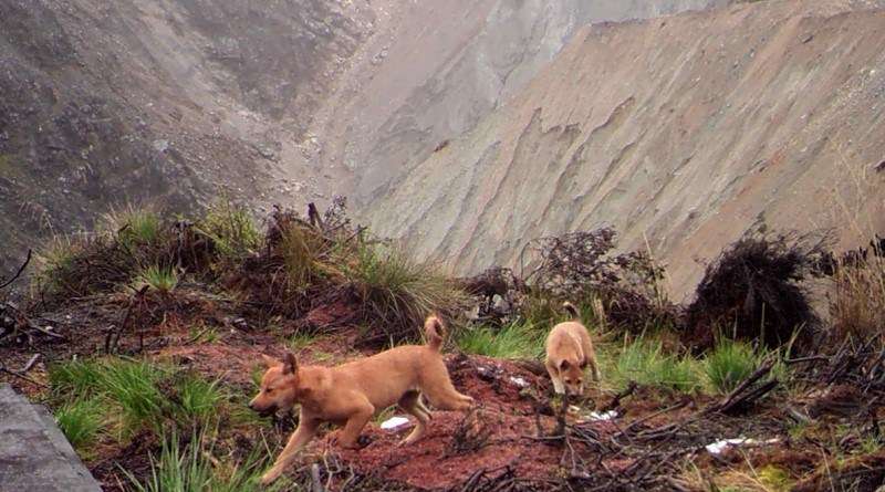 Vahşi doğada nesli tükendiği sanılan köpek türü görüntülendi