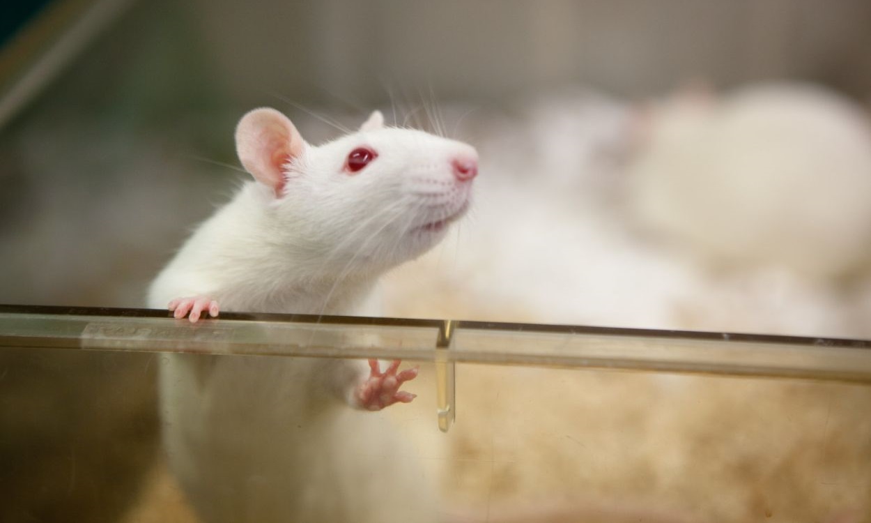 Gen düzenleme ile canlı farelerdeki HIV DNA'sı yok edildi