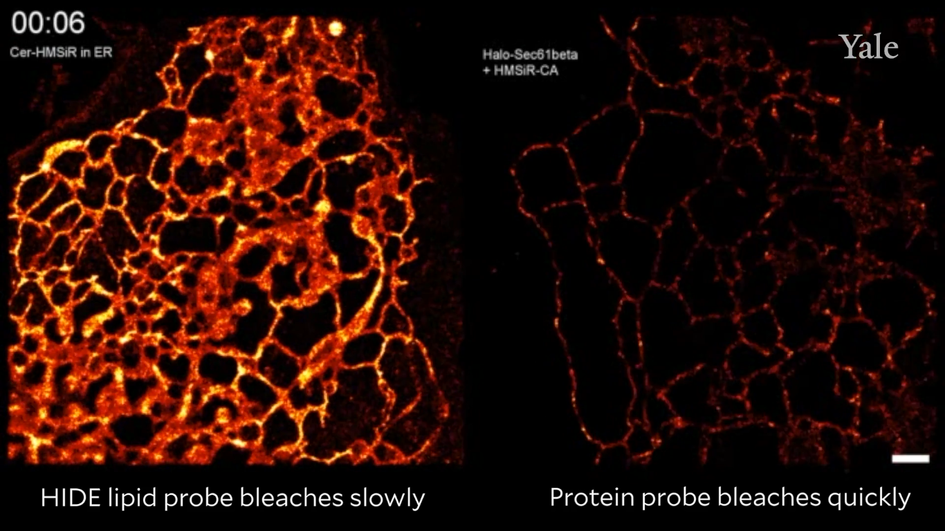 Mikroskobik hücre görüntüleri daha uzun süre incelenebilecek