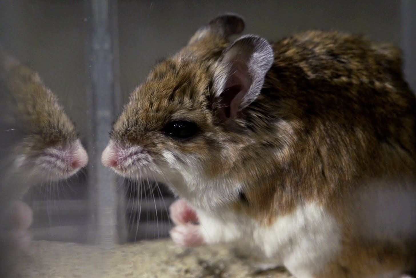 Mice have. Скорпионовый хомячок. Кузнечиковый хомячок. Скорпионовый хомячок фото. Скорпионовая мышь.