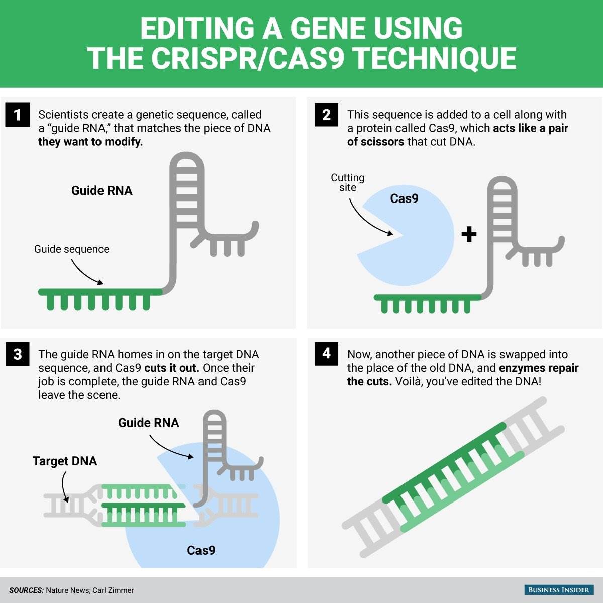 Gen düzenlemede çığır açan CRISPR nedir?