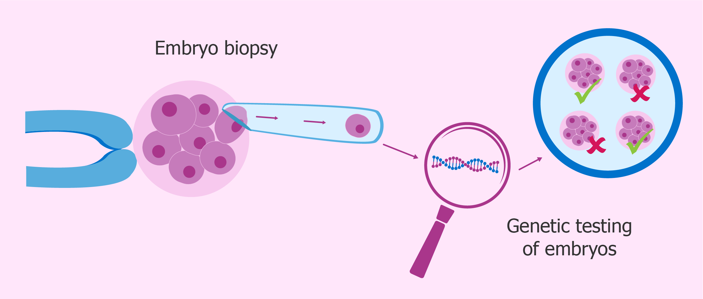 Anöploid embriyodan sağlıklı birey gelişebilir mi? Bir başarı hikayesi