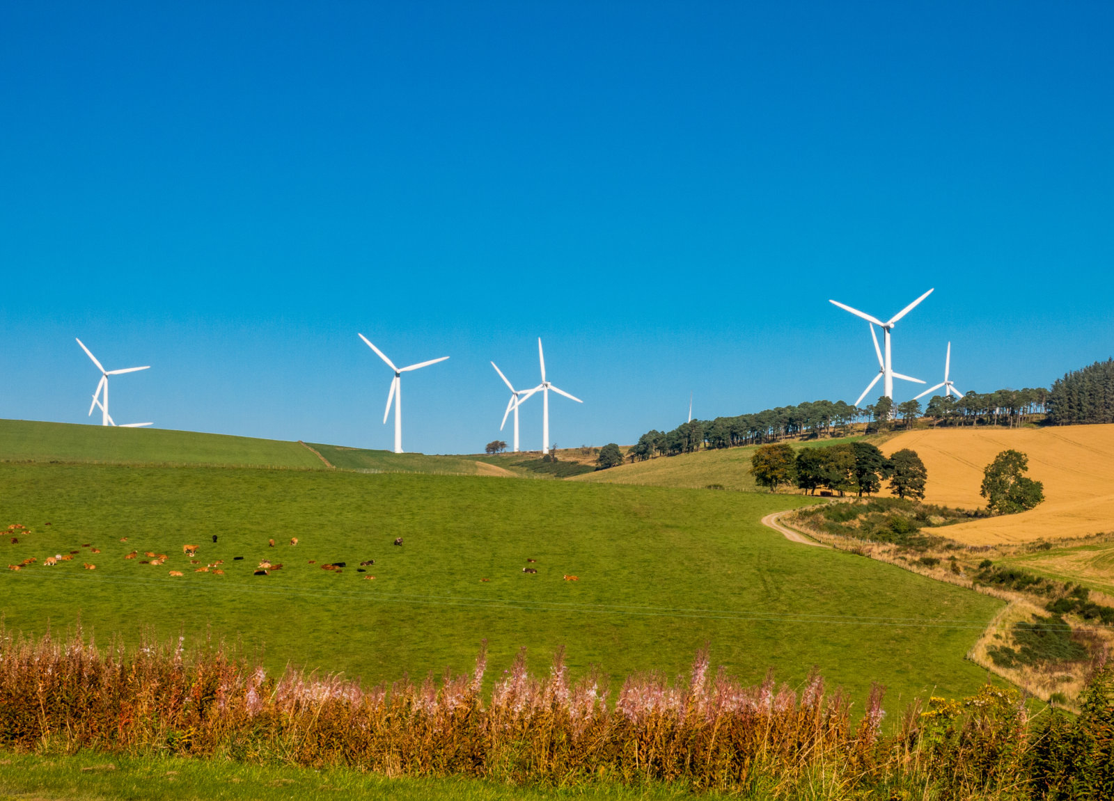 Microsoft 15 yıllık yenilenebilir enerji satın aldı