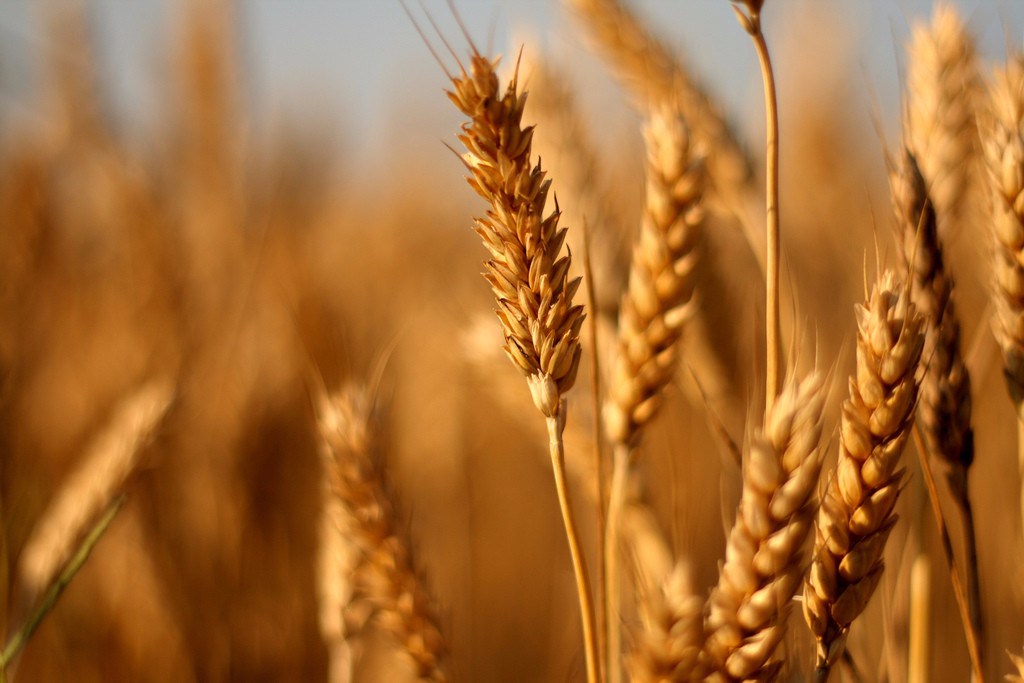 Gen düzenleme sayesinde glütensiz buğday geliştirildi