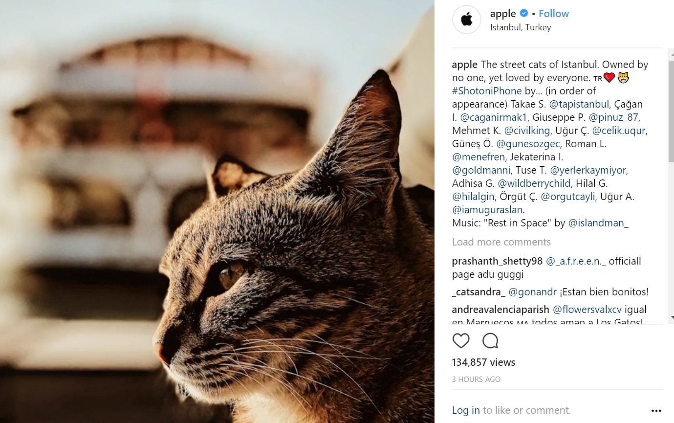 iPhone gözüyle İstanbul’un sokak kedileri