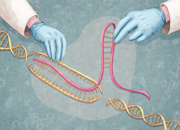 CRISPR'ın kullanım alanları nelerdir