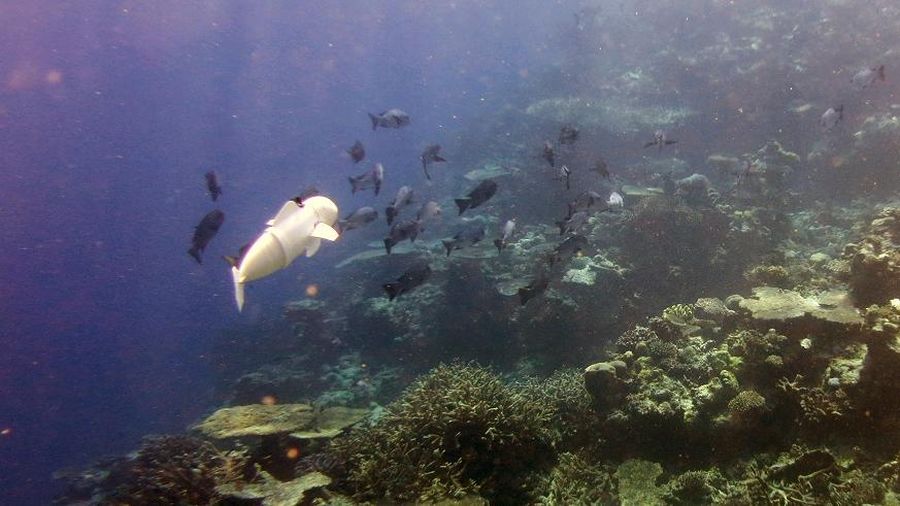 MIT'de geliştirilen robot balık ile okyanus canlıları incelenecek