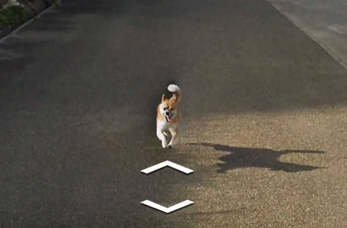 Küçük bir köpek tarafından kovalanan Google Street View arabasının zor anları